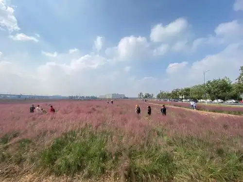 少女心梦幻粉,余杭高铁站旁粉黛乱子草花开,有人靠卖这草年入500万