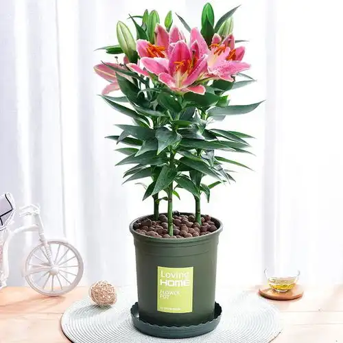 比香水还香的6种盆栽,放一盆栽在客厅,香味都把邻居给勾来了