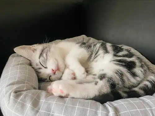 猫咪不同的睡姿,代表对你不同的看法,真相在这里