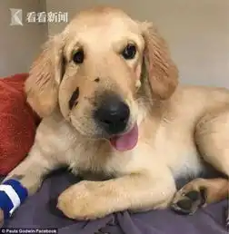 金毛犬勇斗响尾蛇救下女主人却被咬肿半边脸