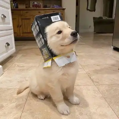 猫咪卡通微信头像