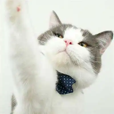 两个猫咪情侣头像一左一右就要这么萌萌哒