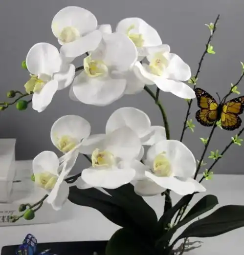 蝴蝶兰是喜庆花