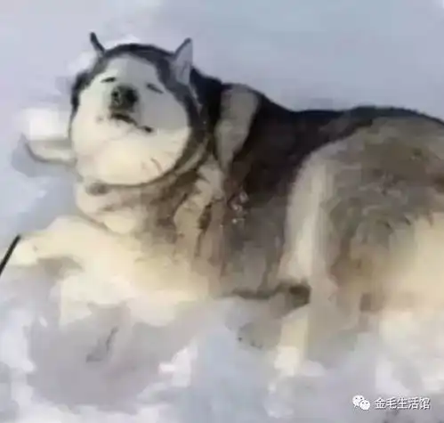 别骗人了,小哈士奇和大二哈根本就是两种生物
