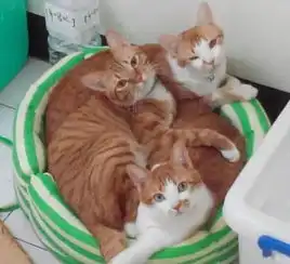 这只橘猫每次上厕所都发出奇怪的声音,带去看医生后,才发现...