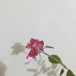 一枝玫瑰花的唯美微信头像7