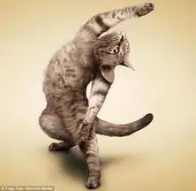 欧美猫猫头像