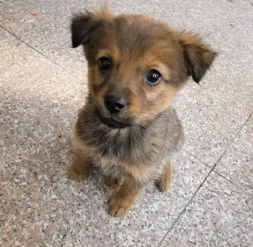 奶狗系女生头像可爱小奶