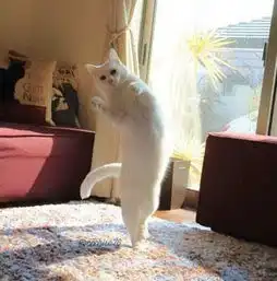 芭蕾猫在家中旁若无人跳芭蕾大秀舞姿轻松走红网络