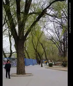 玉渊潭樱花节系列