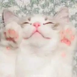 可爱萌猫头像大合集