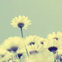 微信头像风景小清新小清新风景美如画