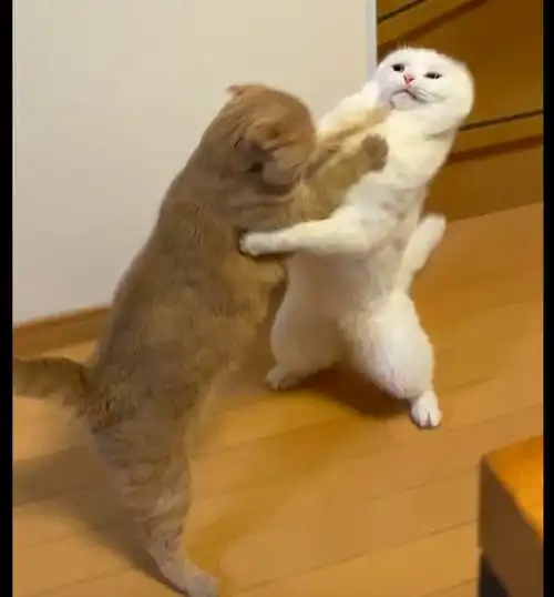 两只猫一言不合打起来,感觉像是在跳双人舞,看它们表情很想笑