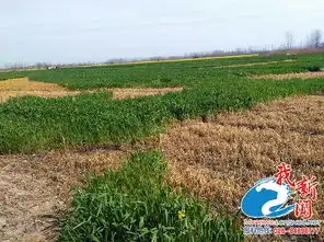 南京回应龙袍毁麦田景观带来可观收益