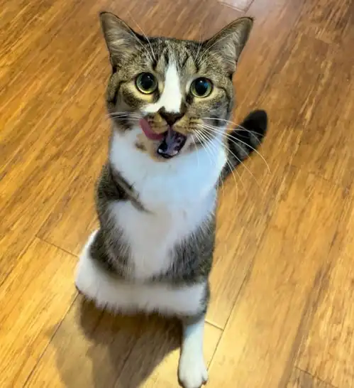 这只治愈系的恐龙猫,能让你告别精神内耗