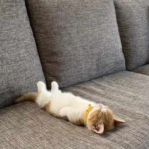 小奶猫睡觉头像