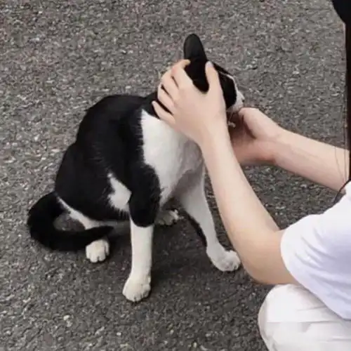 对象不是人系列情头可爱有趣的人儿必备,假期换起来