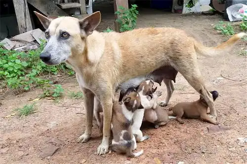狗妈妈和8只奶狗被装进麻袋,紧急时刻,遇到善良女孩